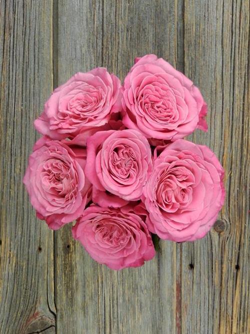 ASHLEY  PINK GARDEN ROSES